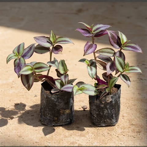 Set of 2 Wandering Jew in 4 Inch Nursery Bag