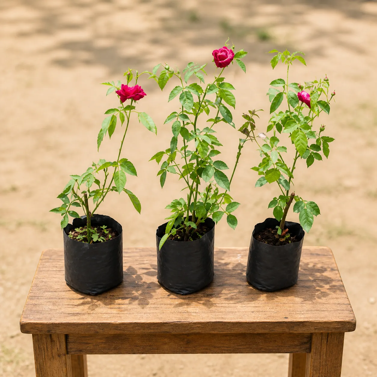 Petals of Love: Set of 3 - Desi Gulab / Rose (Any Colour) in 4 Inch Nursery bag