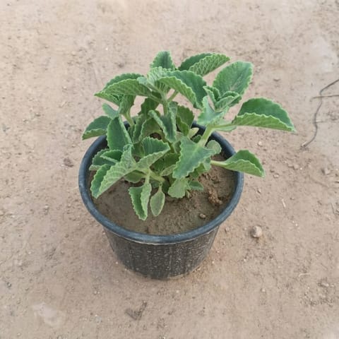 Ajwain Plant in 6 inch Nursery Pot