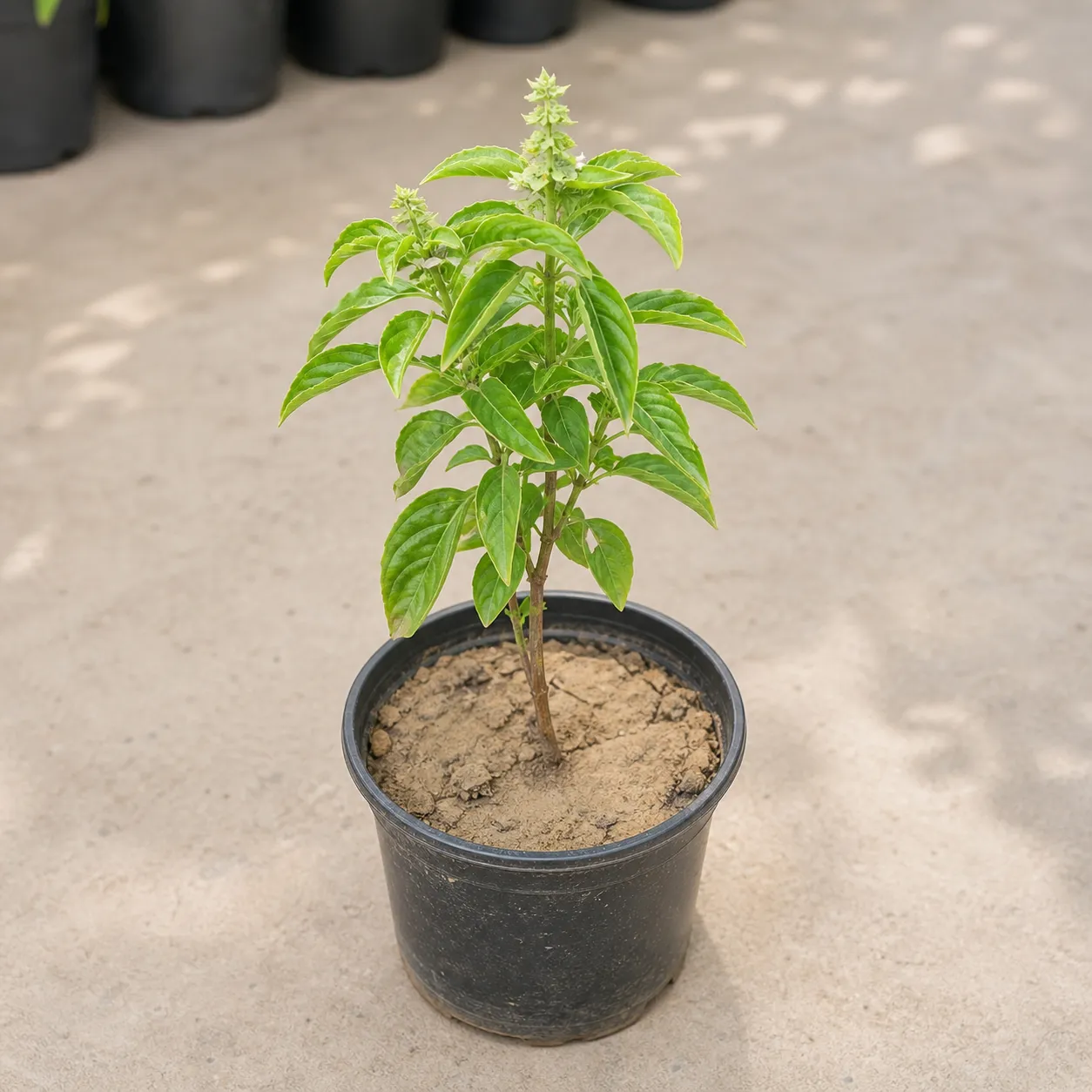 Italian Basil / Sweet Basil in 6 Inch Nursery Pot- used for cooking
