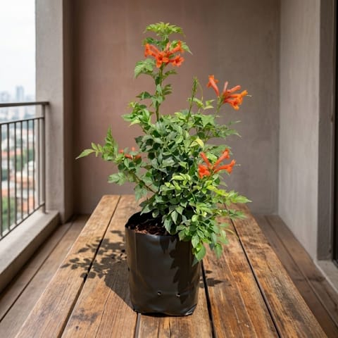 Tecoma Orange Dwarf in 6 Inch Nursery Bag