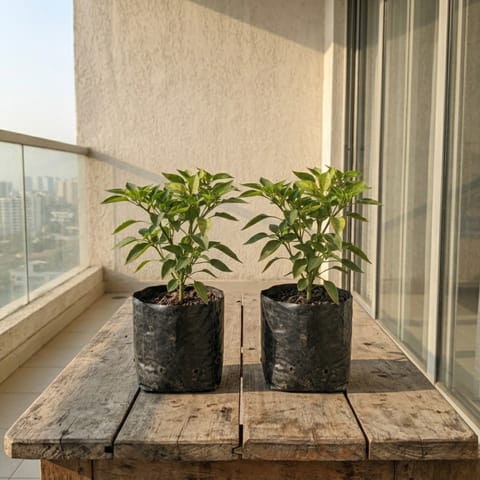 Set of 2 - Capsicum / Shimla Mirch in 4 Inch Nursery Bag | Vegetable Plant