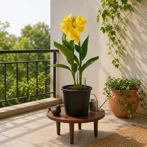 Sunset Glow: Canna lily in 8 Inch Black Nursery Pot