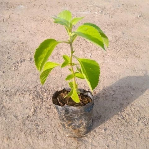 Laung Tulsi / Basil in 3 Inch Live Plant Nursery Bag
