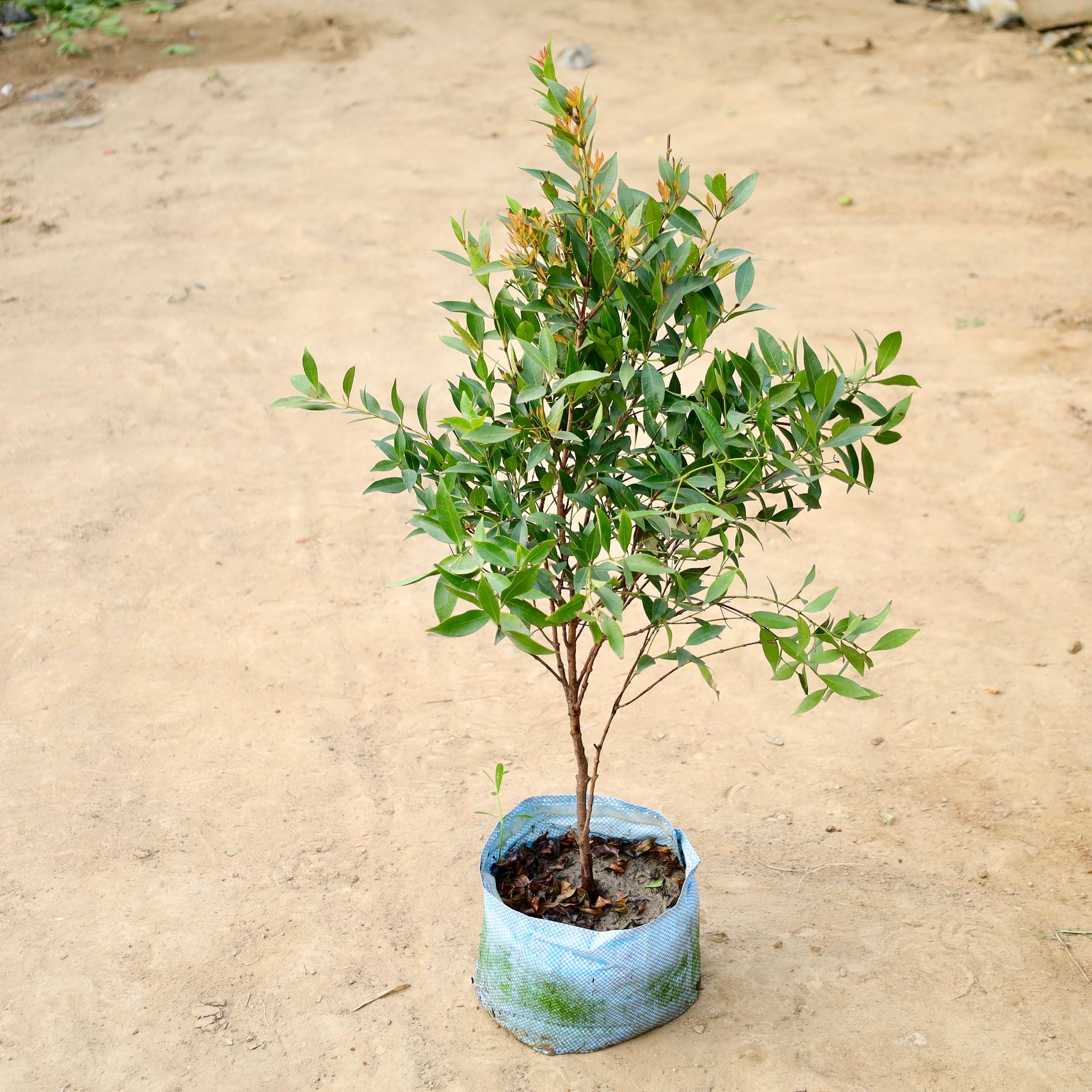 Syzygium in 10 inch Nursery Bag