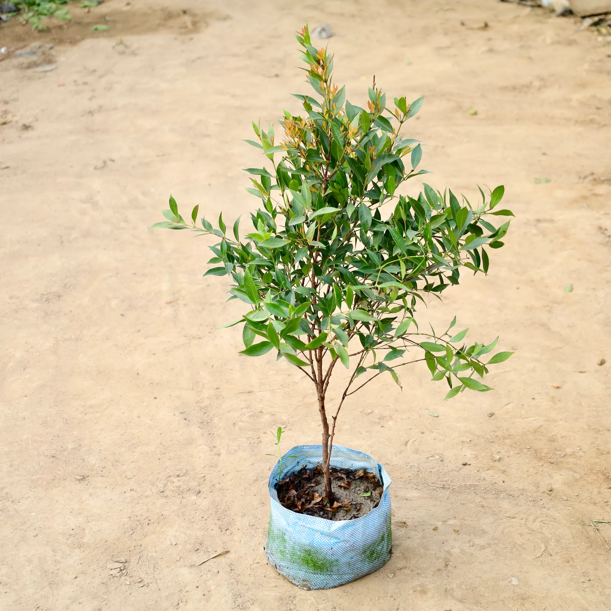 Syzygium in 10 inch Nursery Bag