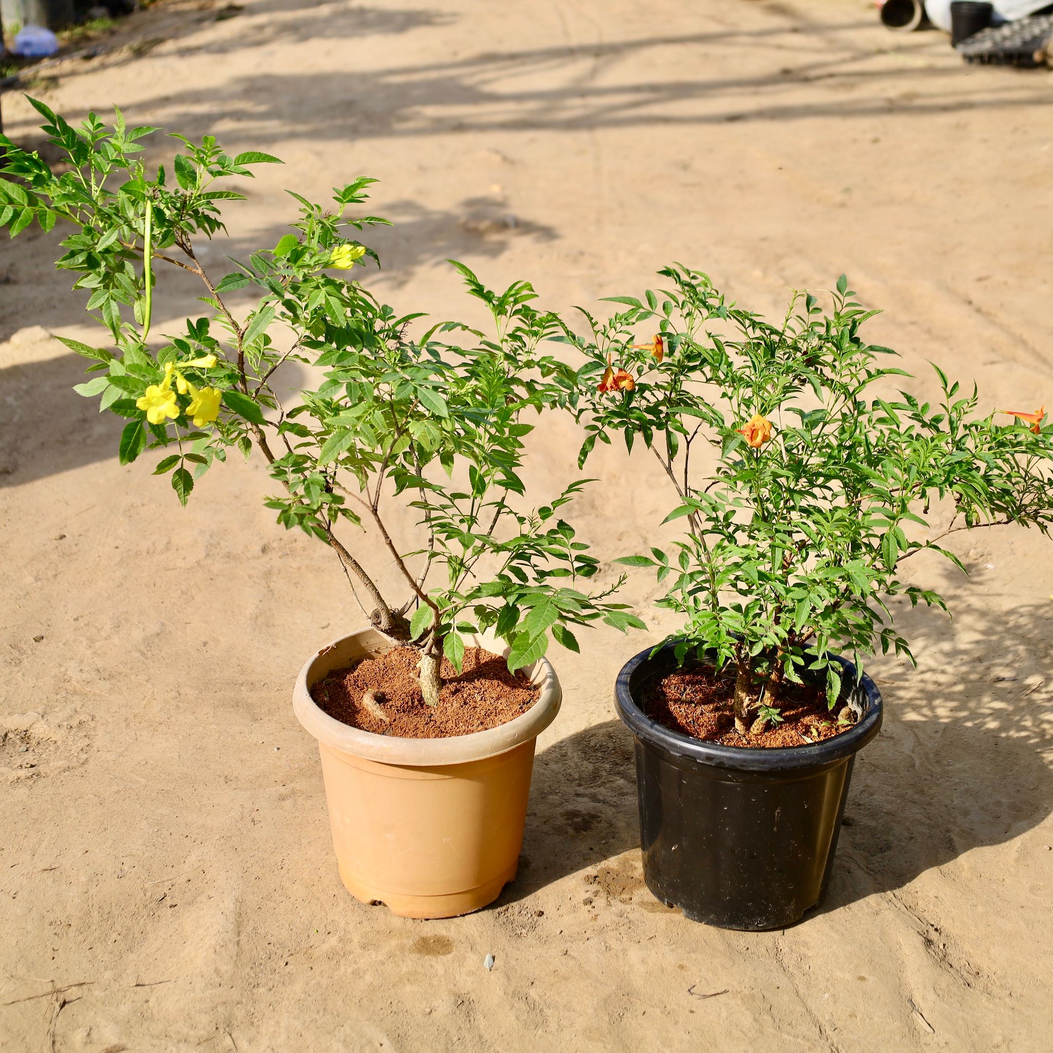 Set of 2 - Tecoma Yellow and Red (3 Years Old) in 10 inch Nursery Pot