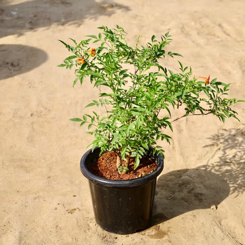 Tecoma Red 3 Years Old in 10 inch Nursery Pot