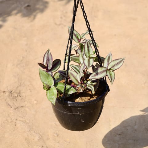 Wandering Jew in in 8 inch Hanging Basket