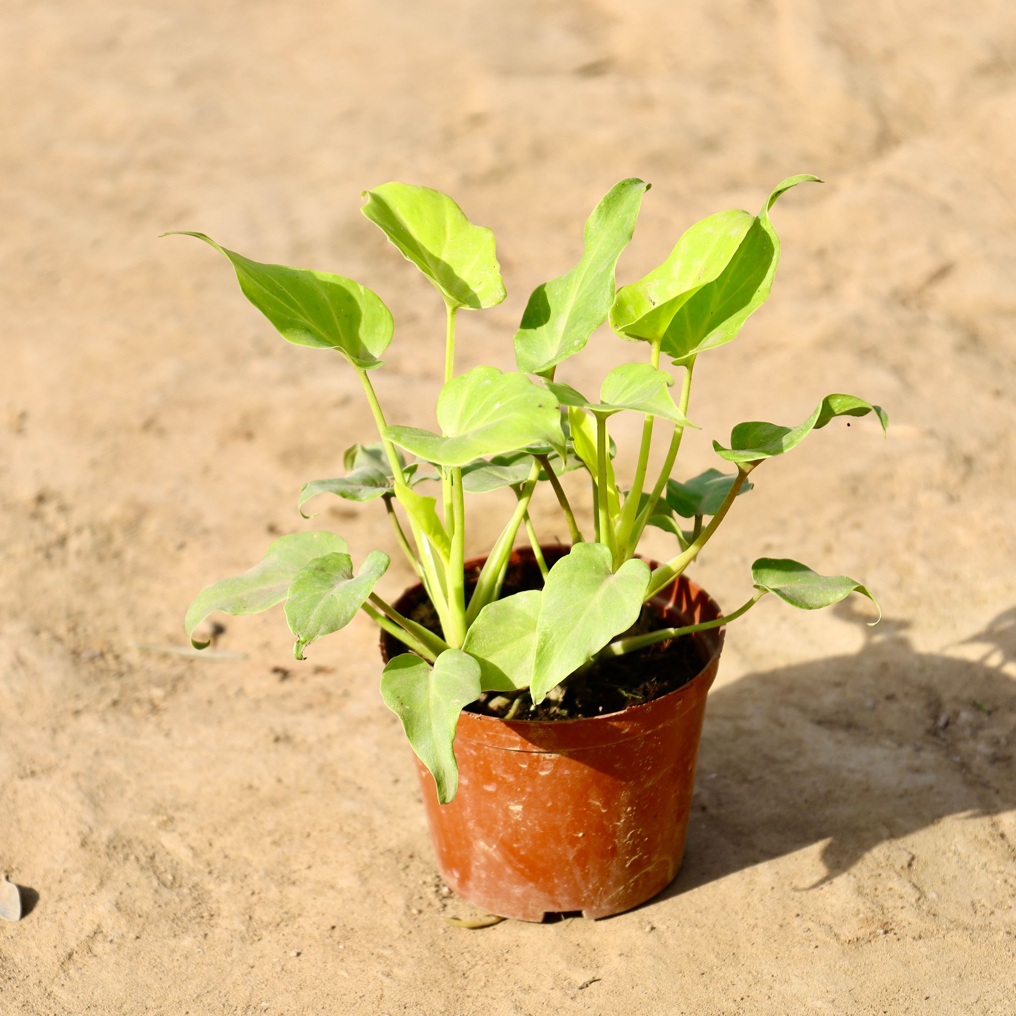 Golden Xanadu in 4 inch Nursery Pot