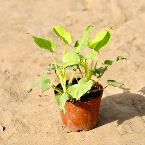 Golden Xanadu in 4 inch Nursery Pot