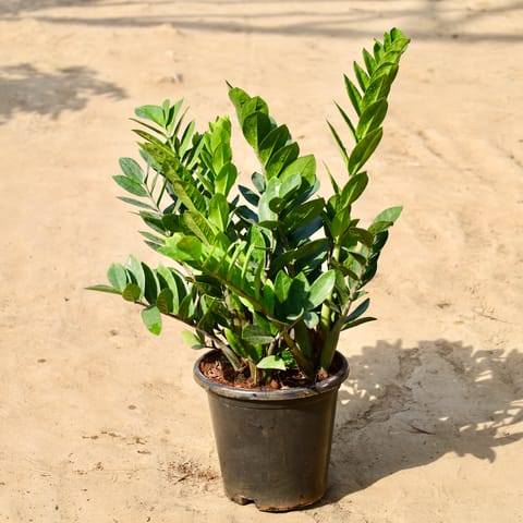 Zz Green Bushy in 9 inch Nursery Pot