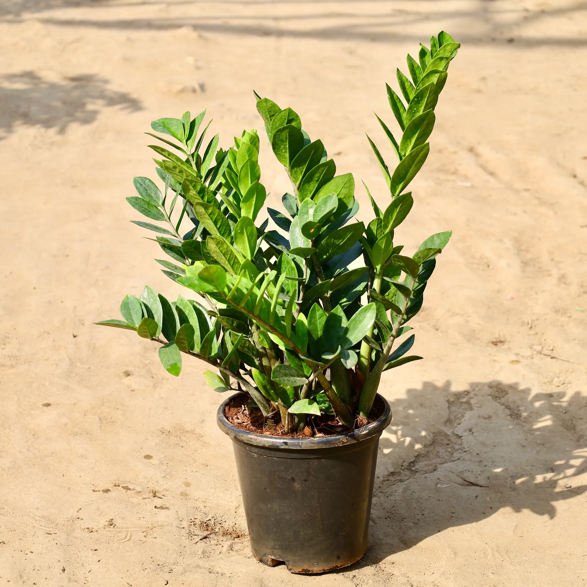 Zz Green Bushy in 9 inch Nursery Pot