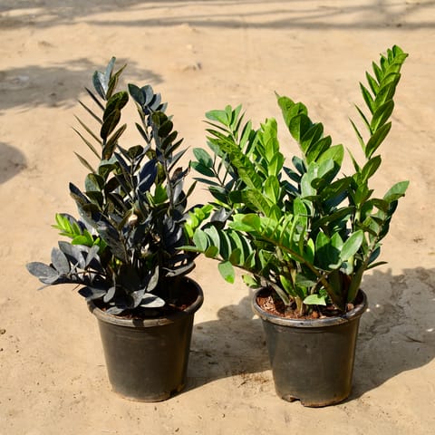 Set of 2 -  Zz Green and Black in 9 inch Nursery Pot