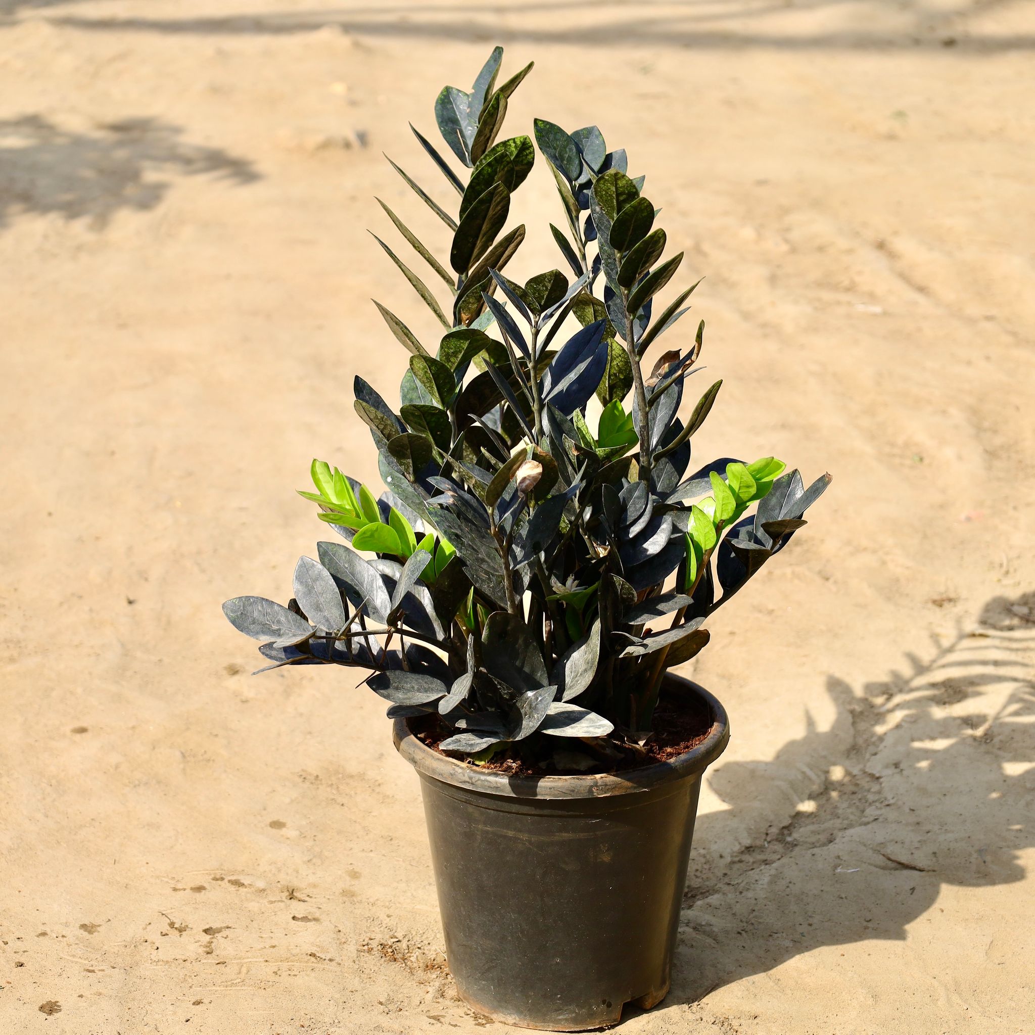 Zz Black Bushy in 9 inch Nursery Pot