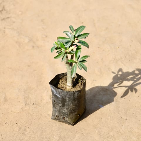 Adenium Pink / Red in 4 inch Nursery Bag