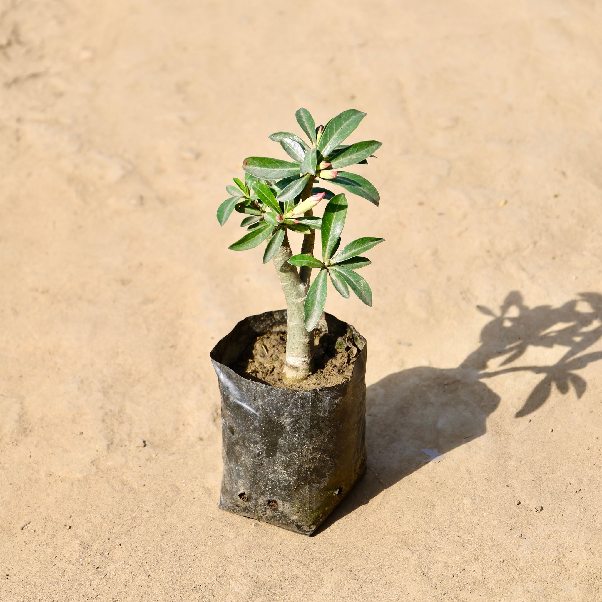 Adenium Pink / Red in 4 inch Nursery Bag