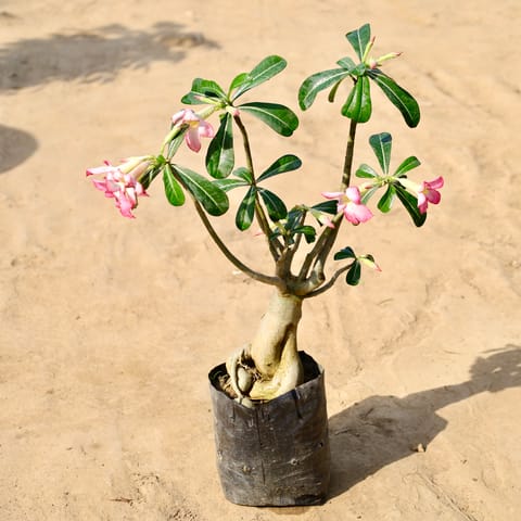 Adenium Bonsai in 8 inch Nursery Bag