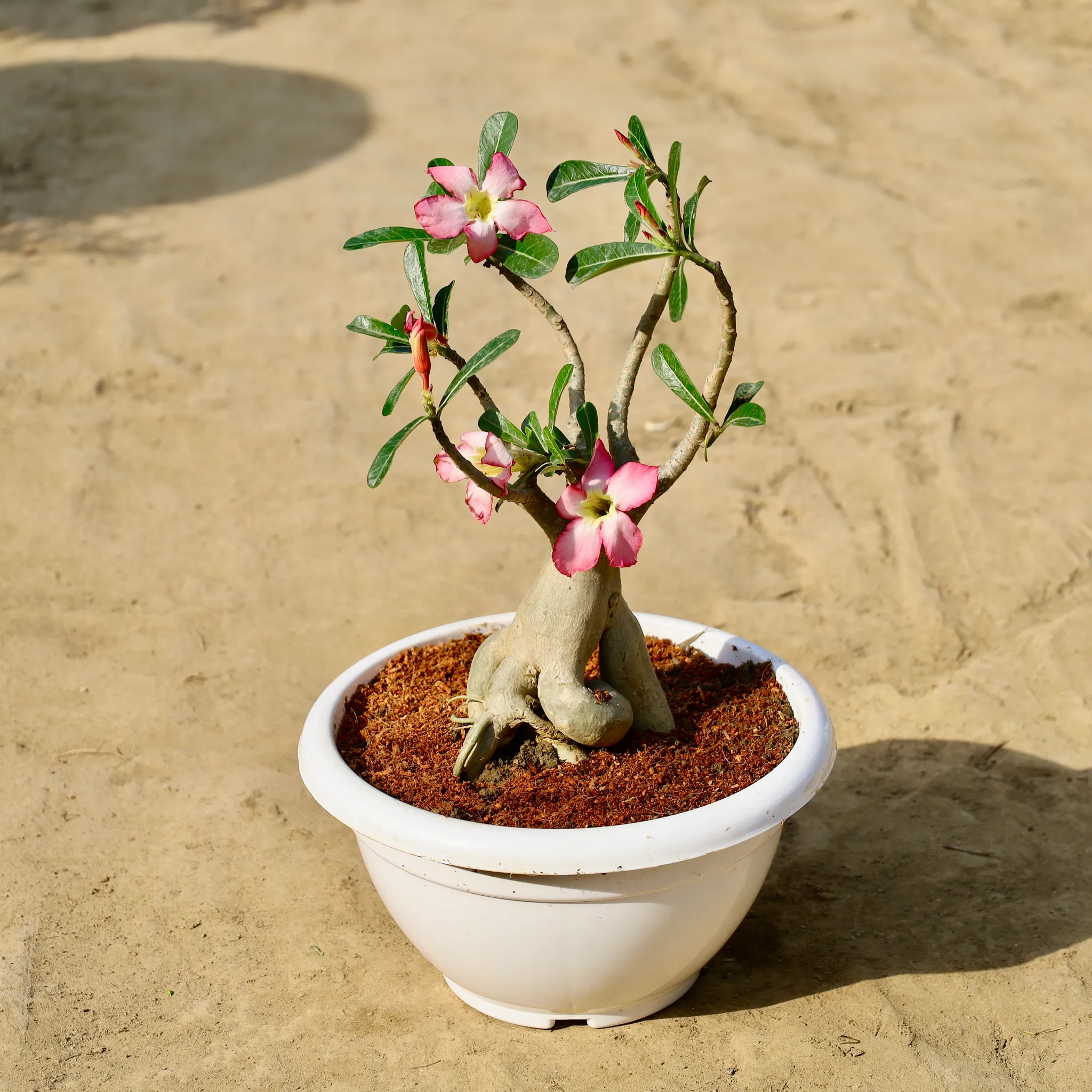 Adenium Bonsai in 12 inch White Bonsai Plastic Planter