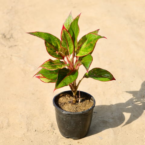 Aglaonema Lipstick in 5 inch Nursery Pot