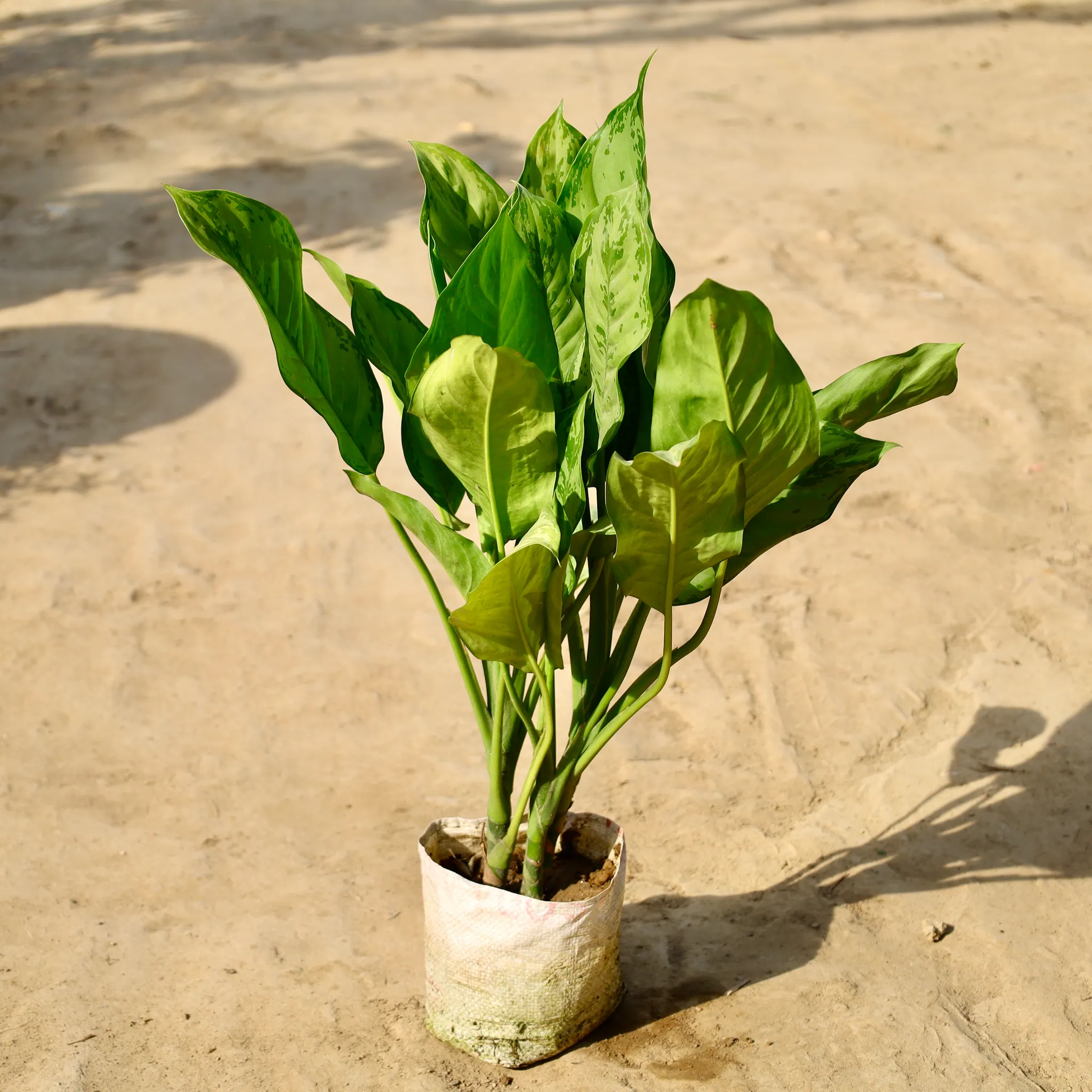 Aglaonema Silver King in 8 inch Nursery Bag
