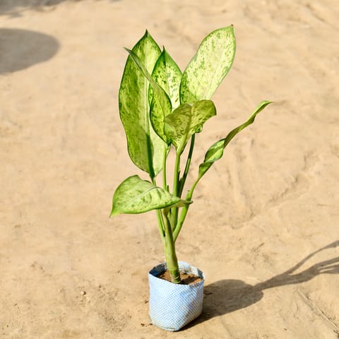 Aglaonema Marry in 4 inch Nursery Bag