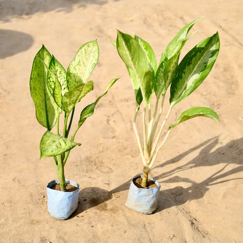 Set of 2 - Aglaonema Marry and Silver Queen in 4 inch Nursery Bag