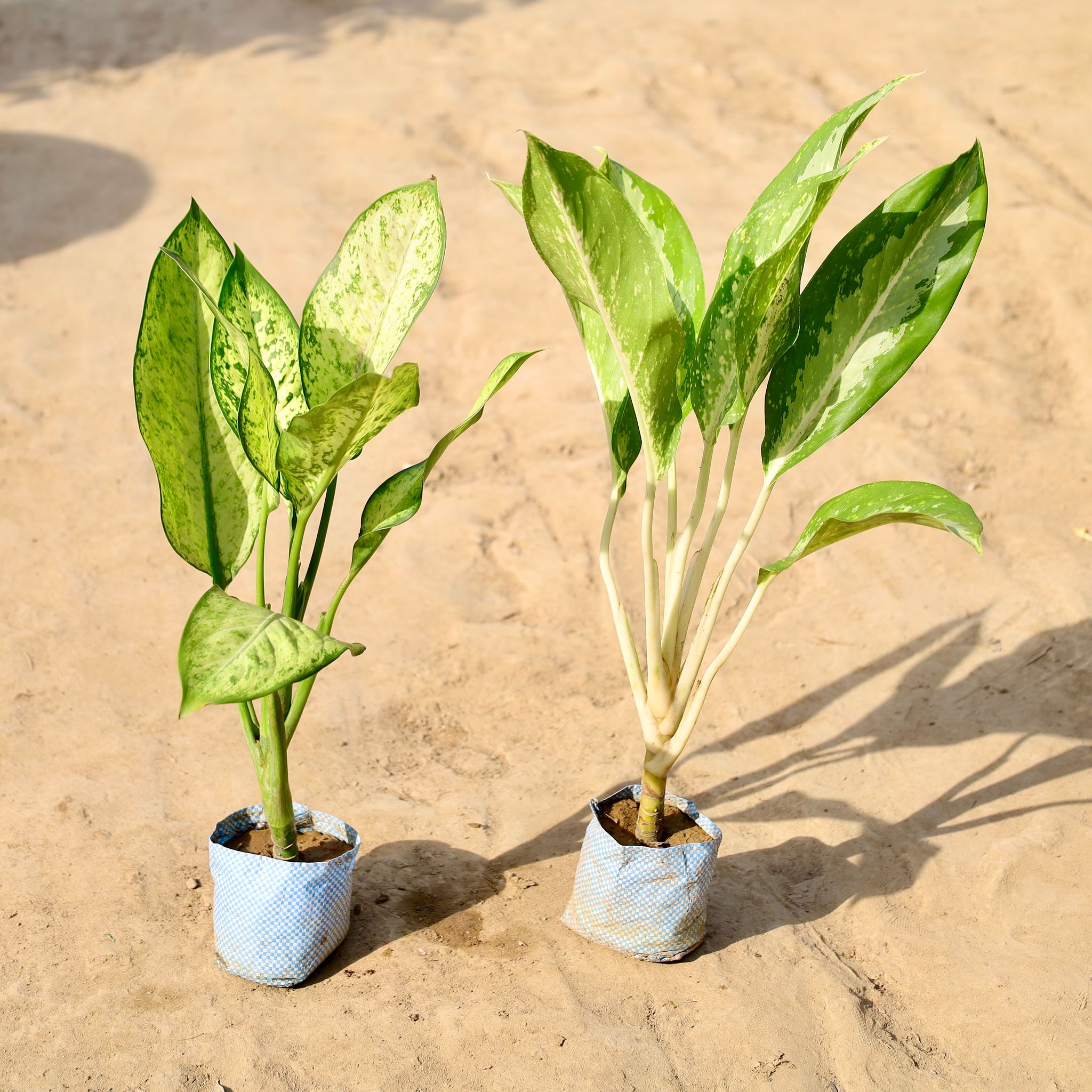 Set of 2 - Aglaonema Marry and Silver Queen in 4 inch Nursery Bag