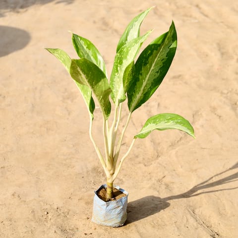 Aglaonema Silver Queen in 4 inch Nursery Bag