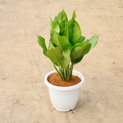 Aglaonema Silver King in 10 inch White Classy Plastic Pot