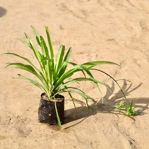Spider Plant Green Rare in 4 inch Nursery Bag
