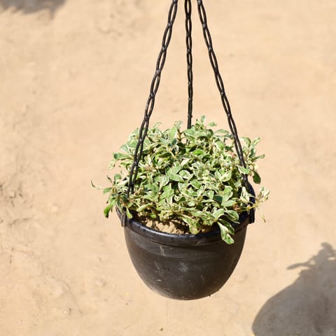 Alternanthera White / Variegated in 8 inch Hanging Basket