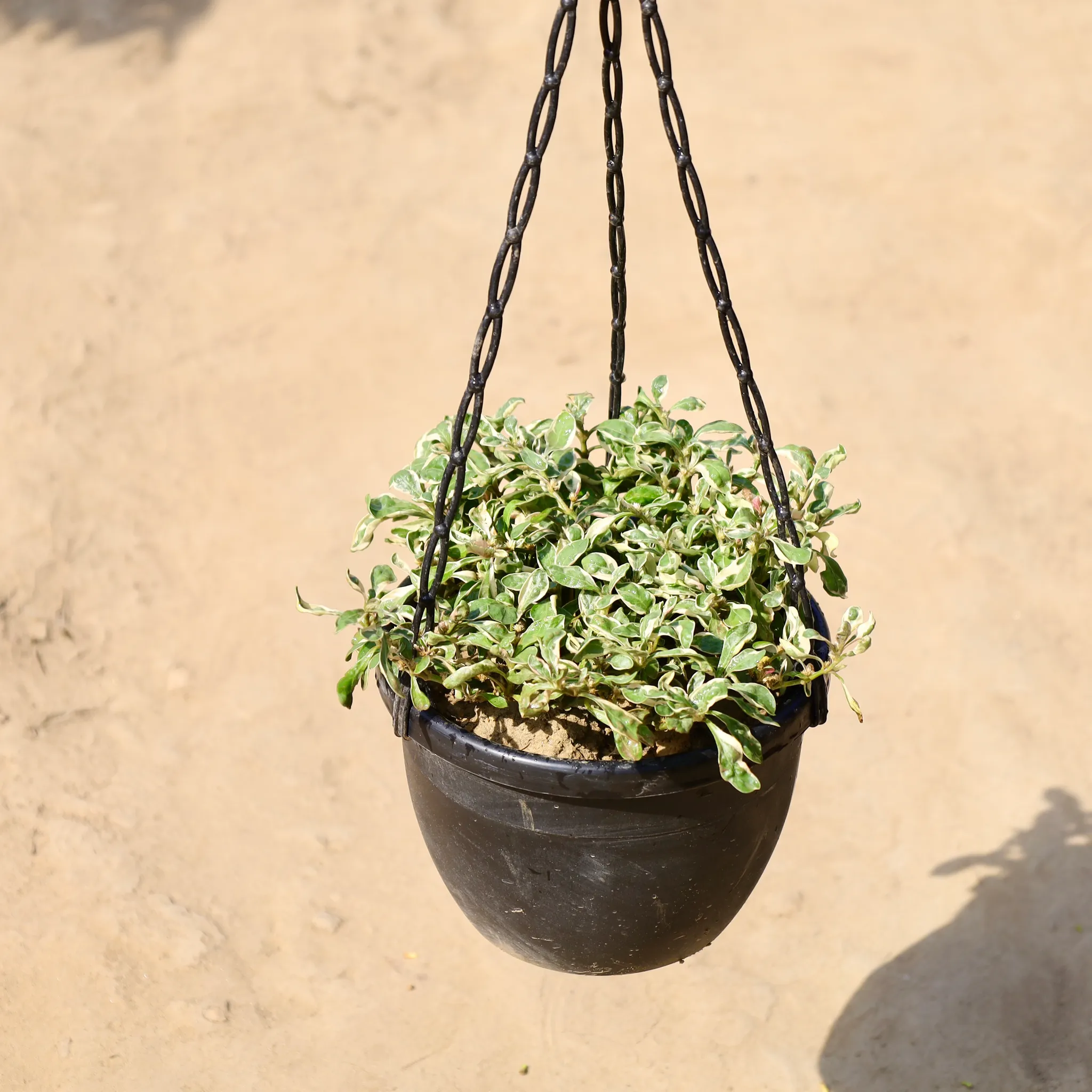 Alternanthera White / Variegated in 8 inch Hanging Basket
