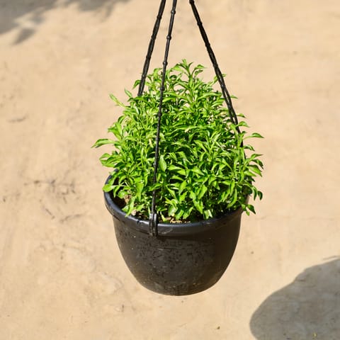 Alternanthera Green in 8 inch Hanging Basket