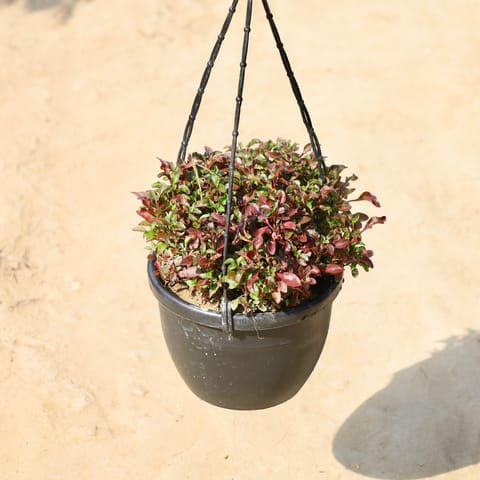 Alternanthera Red in 8 inch Hanging Basket