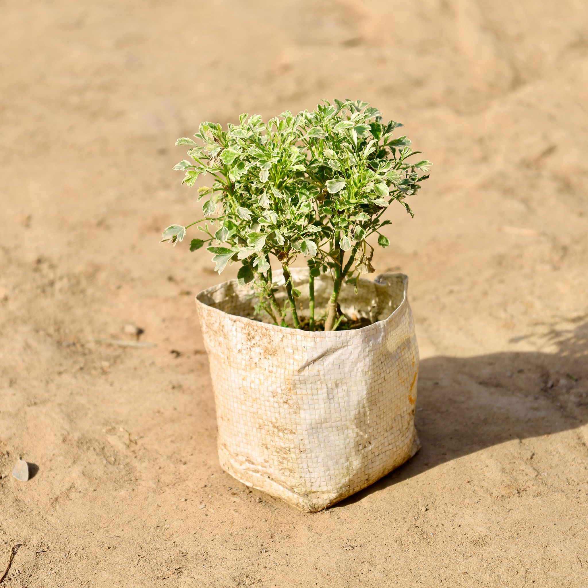 Aralia Variegated Dwarf in 4 inch Nursery Bag