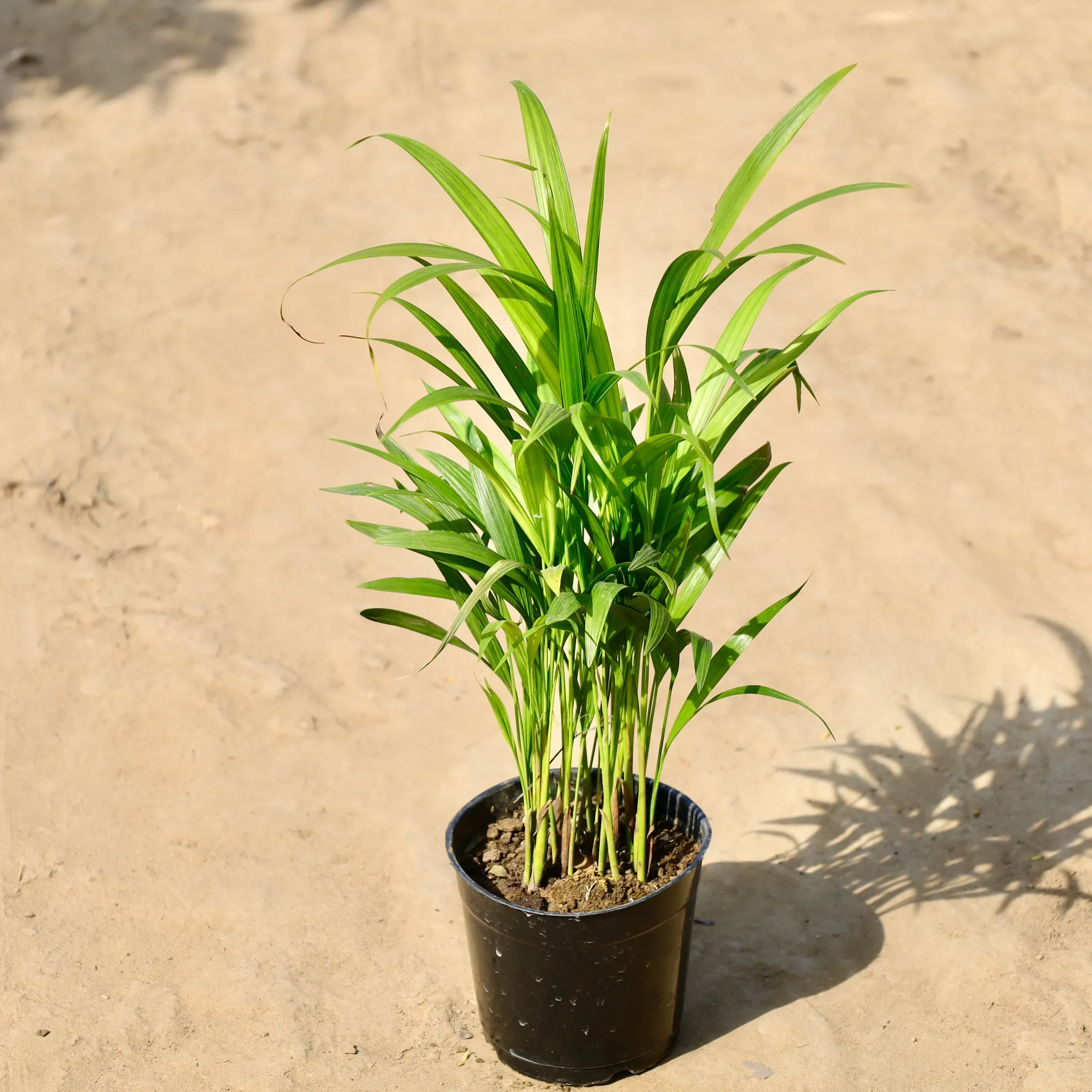 Areca Palm Dwarf (~1-2 Ft) in 6 inch Nursery Pot