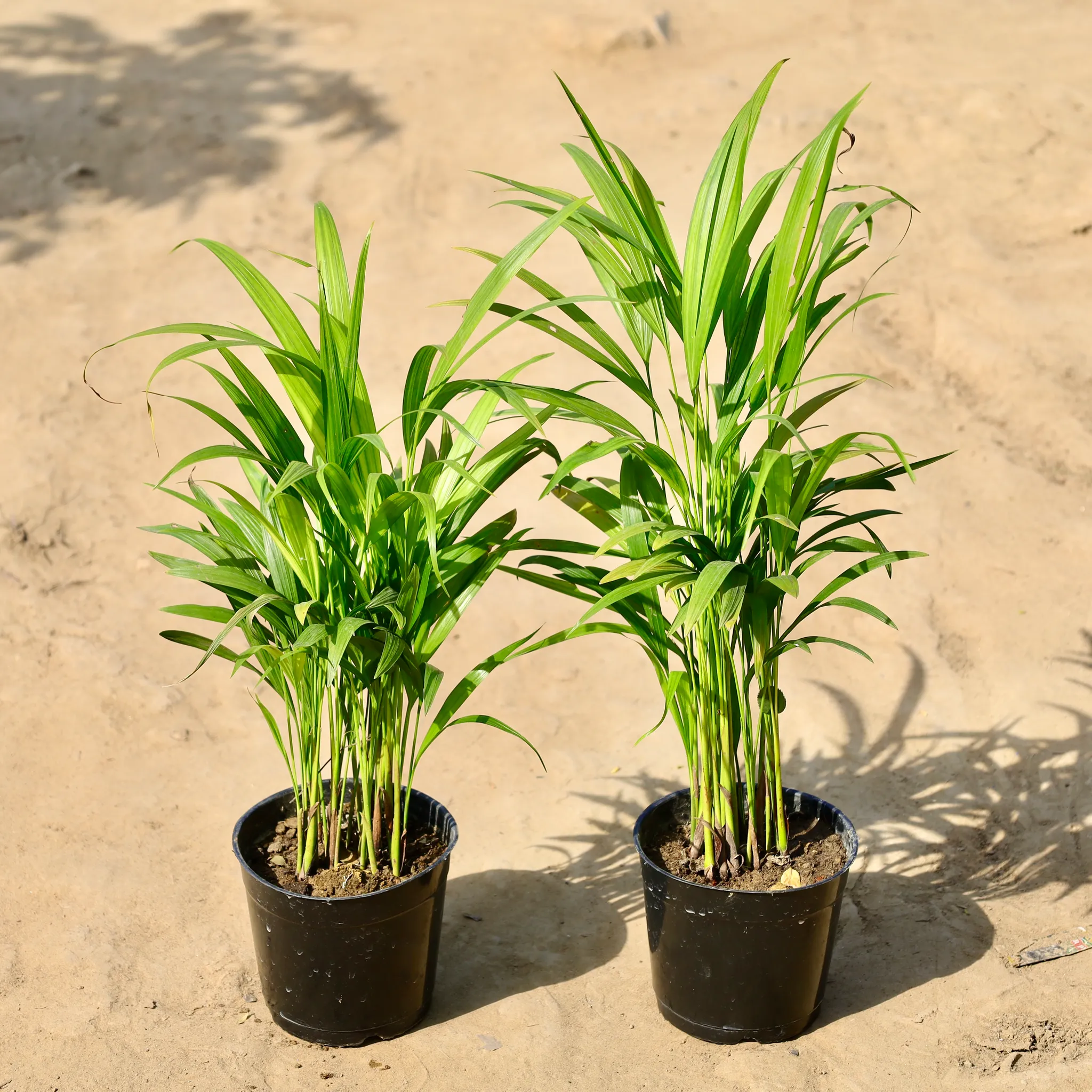 Set of 2 -  Areca Palm Dwarf (~1-2 Ft) in 6 inch Nursery Pot