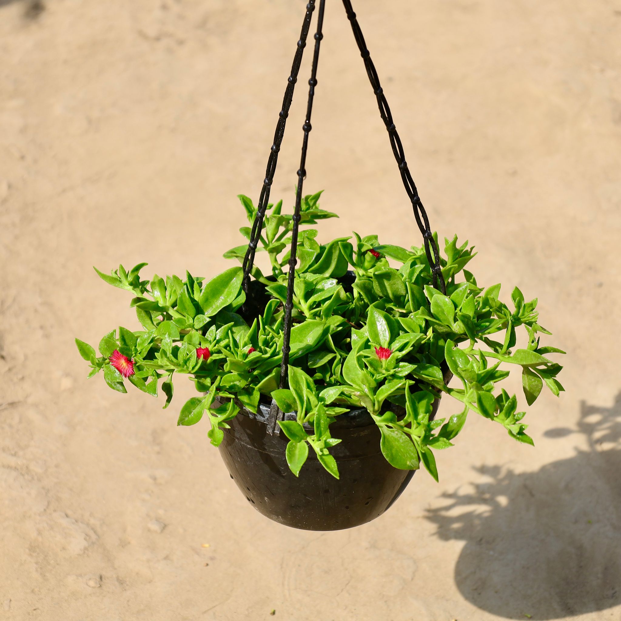 Baby Sunrose in 8 inch Hanging Basket
