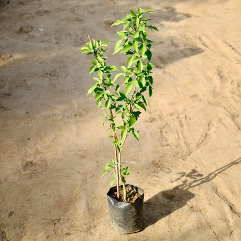 Grafted Bel Patra (~3-4 Ft) in 8 inch Nursery Bag