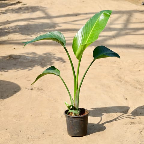 Bird of Paradise in 6 inch Nursery Pot