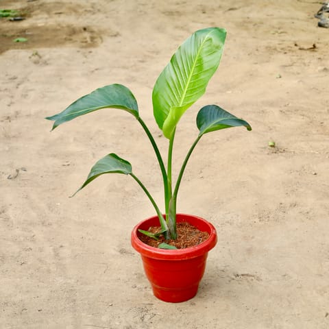 Bird of Paradise in 10 inch Red Classy Plastic Pot