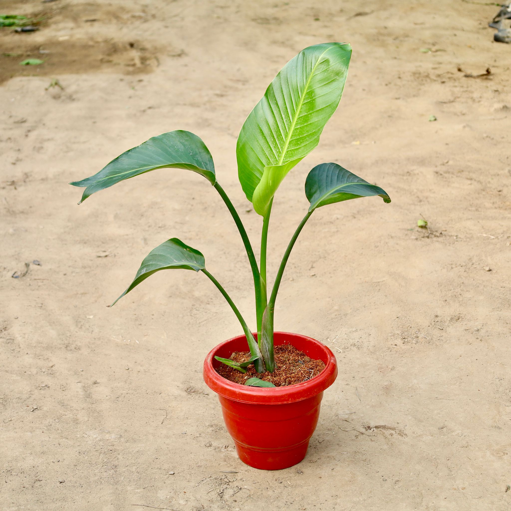 Bird of Paradise in 10 inch Red Classy Plastic Pot