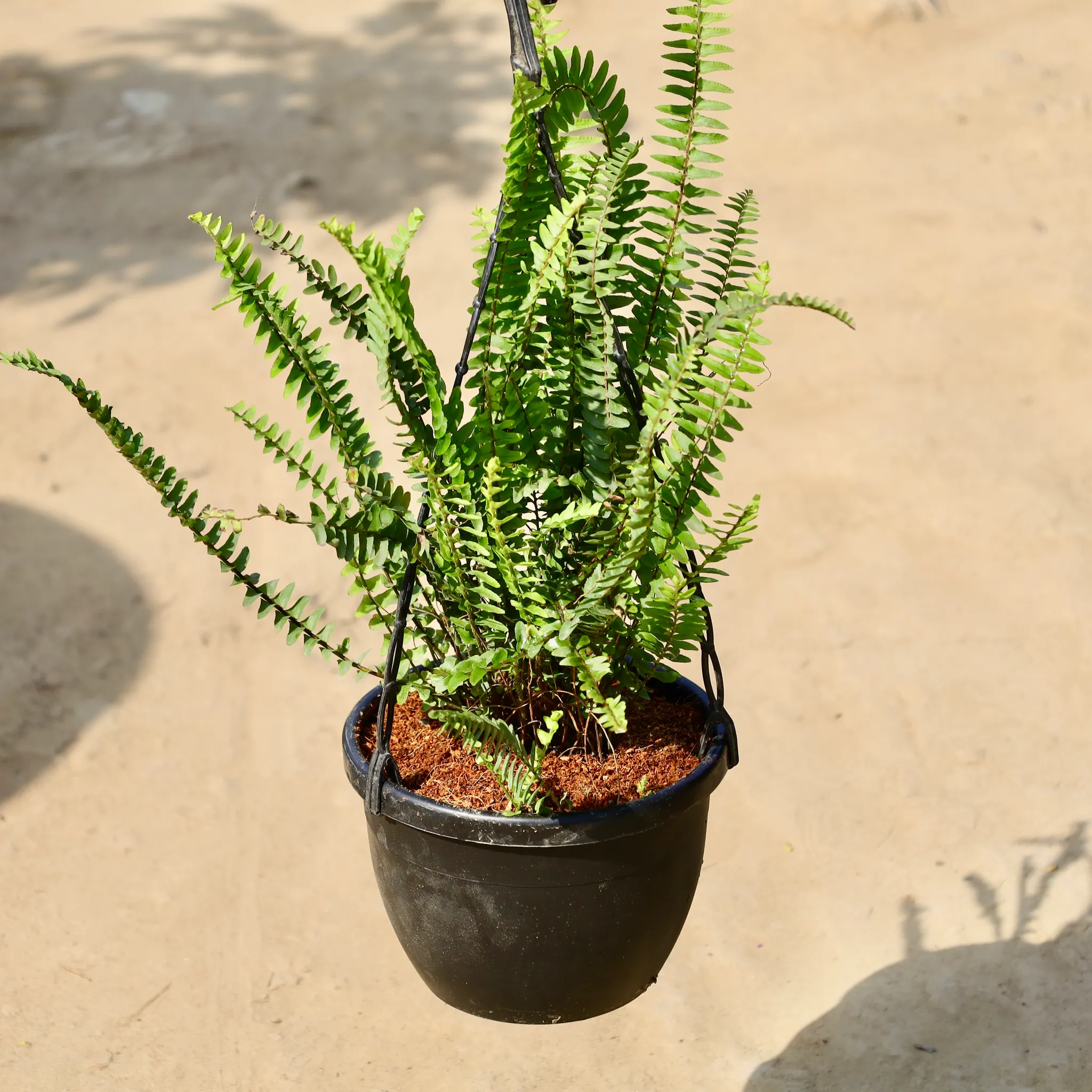 Boston Fern / Green Fern  in 8 inch Hanging Basket