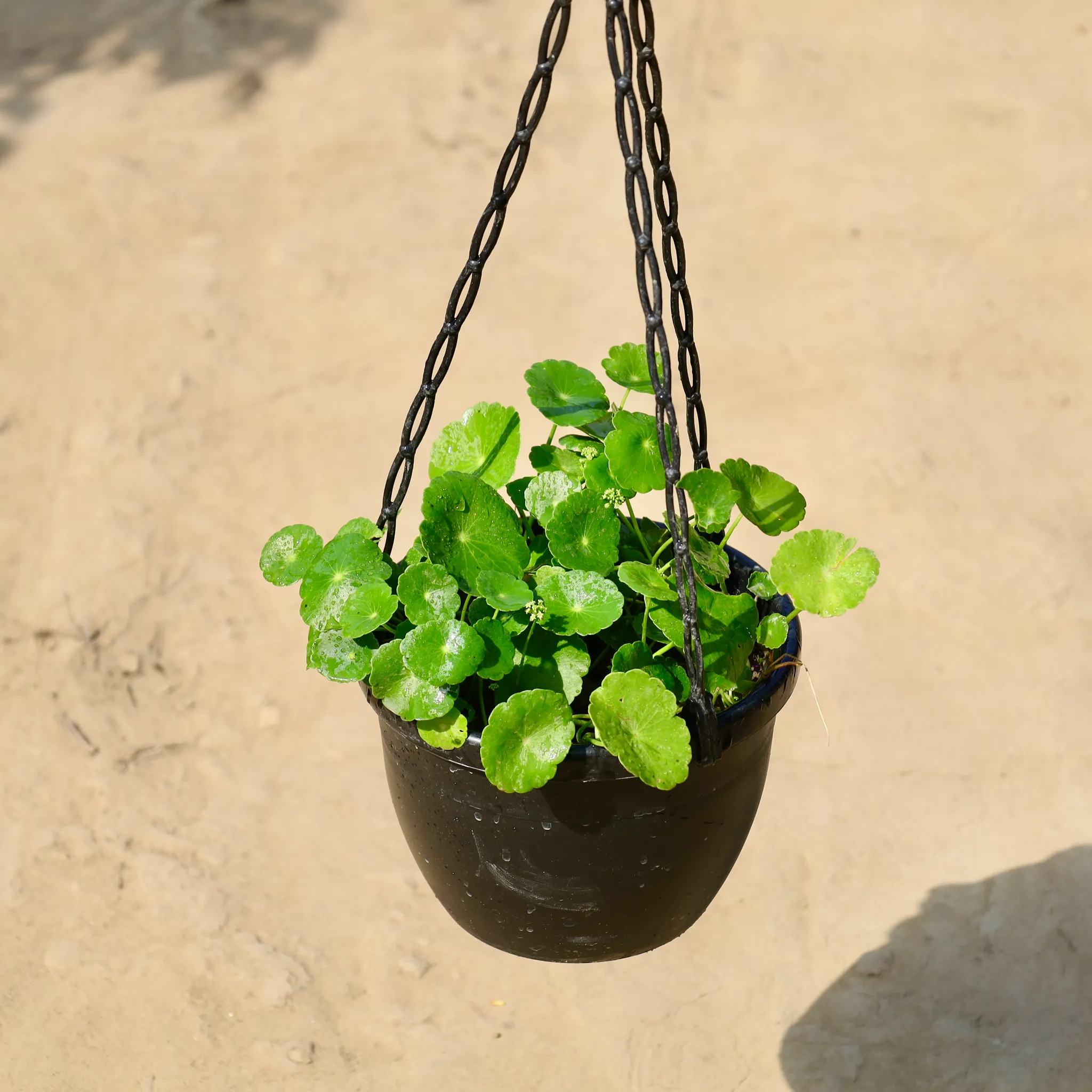 Brahmi Dollar / Coin Plant in 8 inch Hanging Basket