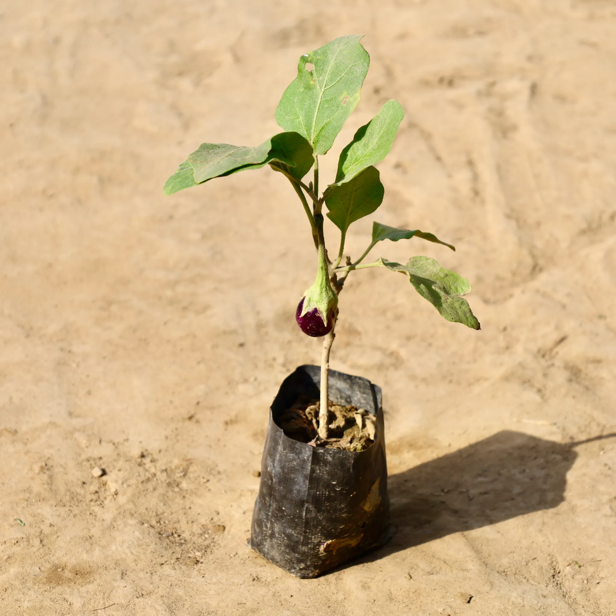 Brinjal / Baigan in 4 inch Nursery Bag