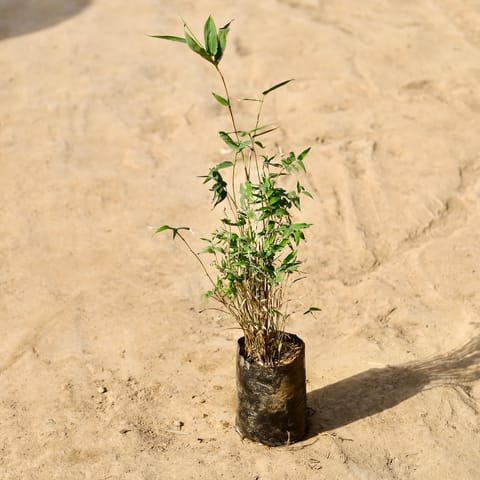 Chinese Bamboo / Miniature Bamboo in 4 inch Nursery Bag