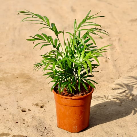 Chamaedorea Palm in 6 inch Nursery Pot