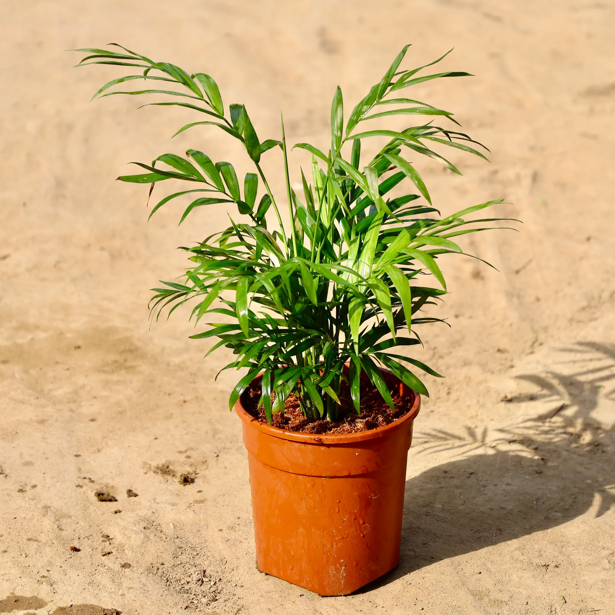 Chamaedorea Palm in 6 inch Nursery Pot
