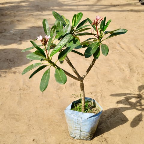 Pixy Champa / Dwarf Champa Pink in 12 inch Nursery Bag